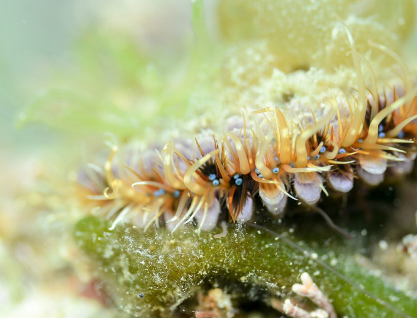 Ed Yongs „An Immense World“ zeigt, wie Tiere die Welt wahrnehmen