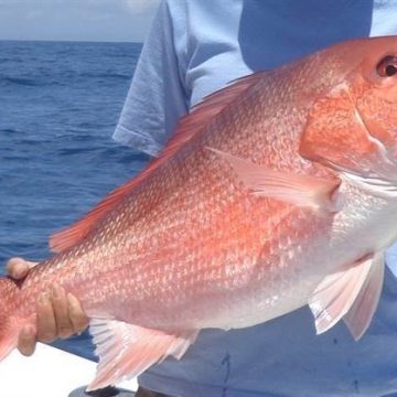 Die Marine Fisheries Division ermutigt Angler, Rotbarschkadaver für die Wissenschaft zu spenden