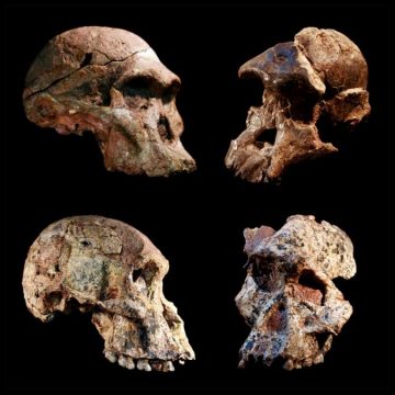 Südafrikanische Fossilien könnten die Geschichte der menschlichen Evolution neu schreiben