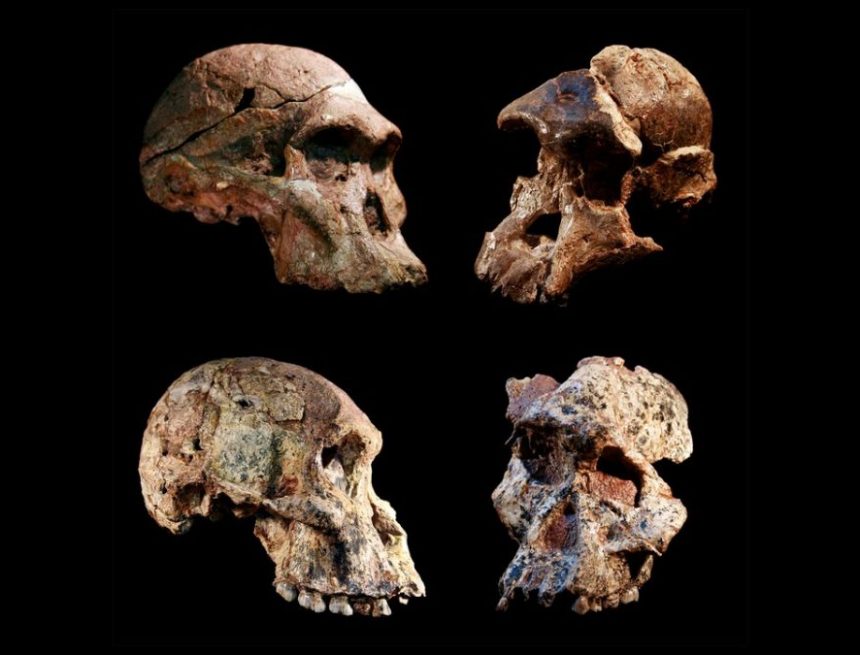 Südafrikanische Fossilien könnten die Geschichte der menschlichen Evolution neu schreiben