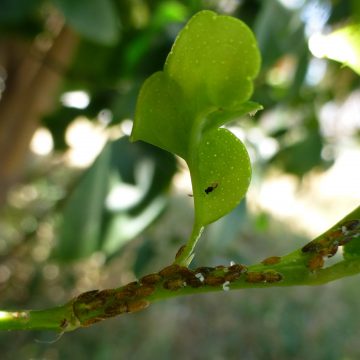 Warum das USDA Wespen verwendet, um Zitrusfrüchte aus Louisiana zu schützen