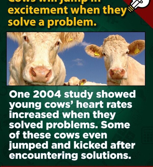 15 wissenschaftliche Fakten, die unsere Bunsenbrenner ausgelöst haben