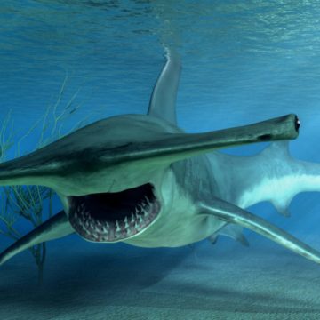 Die Shark Week kehrt ins Greensboro Science Center zurück