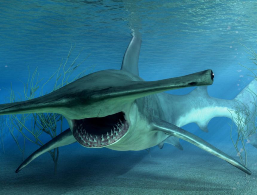 Die Shark Week kehrt ins Greensboro Science Center zurück