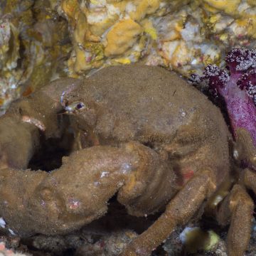 Wissenschaftler haben in Westaustralien eine erschreckende neue Art von Haarkrabben entdeckt