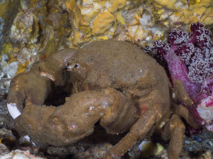 Wissenschaftler haben in Westaustralien eine erschreckende neue Art von Haarkrabben entdeckt