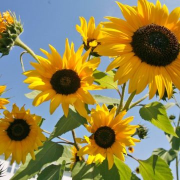 Gartenarbeit kann die psychische Gesundheit verbessern, sogar für Anfänger – The Hill