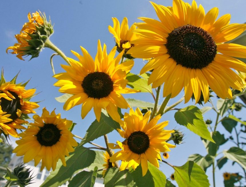 Gartenarbeit kann die psychische Gesundheit verbessern, sogar für Anfänger – The Hill