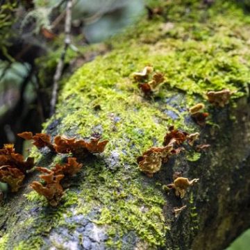 Wissenschaftlich-politisches Gremium zur Biodiversität fordert Erweiterung des Wertverständnisses der Natur in der nachhaltigen Entwicklung