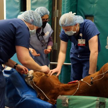 UW Health Clinicians arbeiten mit Anästhesiologie-Tierärzten der Wahl zusammen