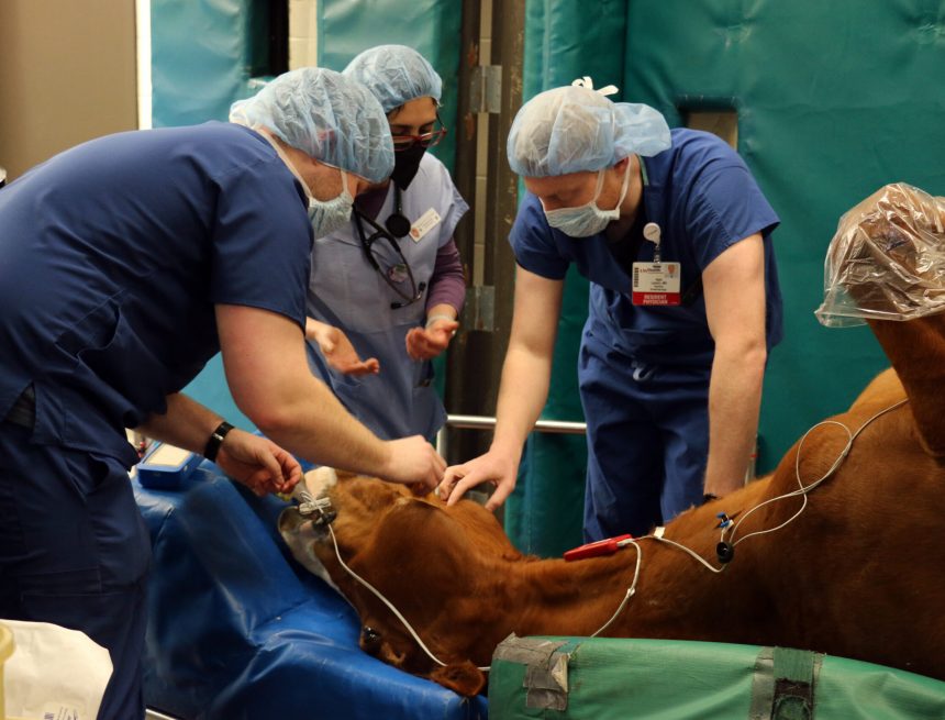 UW Health Clinicians arbeiten mit Anästhesiologie-Tierärzten der Wahl zusammen