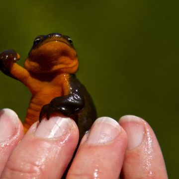 Soll ich zulassen, dass mein Nachbar Wissenschaftsprojekt-Salamander in meinen Teich setzt?  Fragen Sie einen Experten