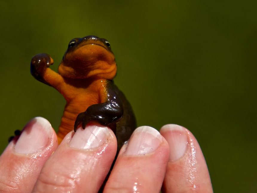 Soll ich zulassen, dass mein Nachbar Wissenschaftsprojekt-Salamander in meinen Teich setzt?  Fragen Sie einen Experten