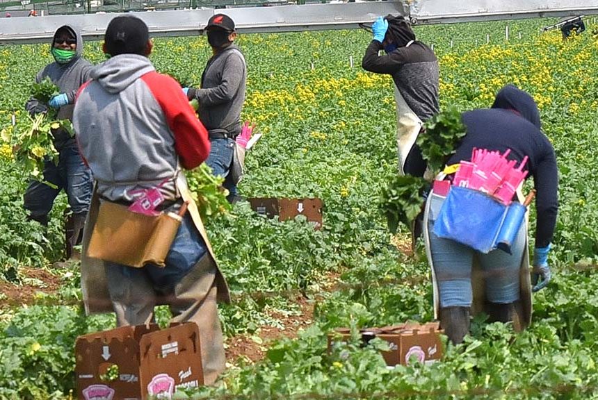 Studie: Kalifornische Land- und Lebensmittelarbeiter waren während der Pandemie Gesundheitsgefahren ausgesetzt