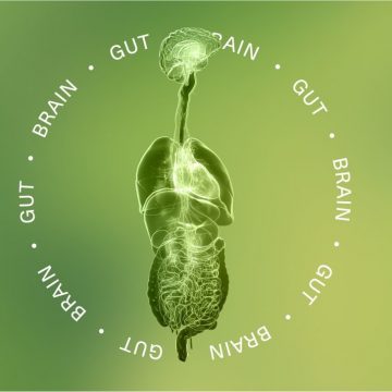 Seed Health startet Gut-Brain-Entwicklungsprogramm mit Axial Therapeutics, um Caltech-Forschung in probiotische Innovationen für die neuropsychiatrische Gesundheit umzusetzen