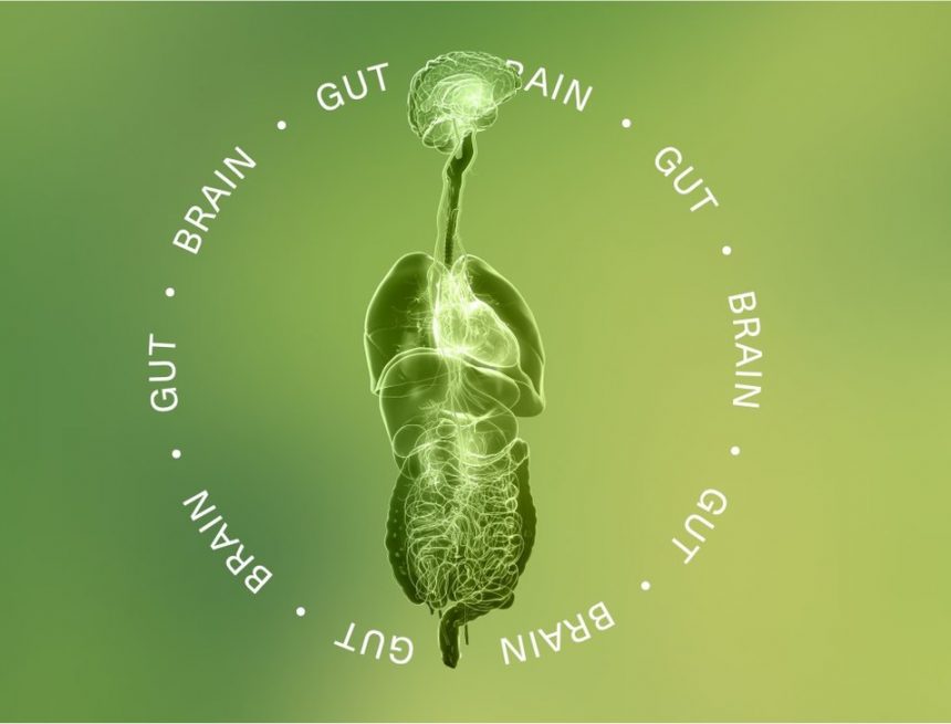 Seed Health startet Gut-Brain-Entwicklungsprogramm mit Axial Therapeutics, um Caltech-Forschung in probiotische Innovationen für die neuropsychiatrische Gesundheit umzusetzen