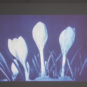 Erleben Sie Wissenschaft in Bewegung bei „Twitch, Pop, Bloom“