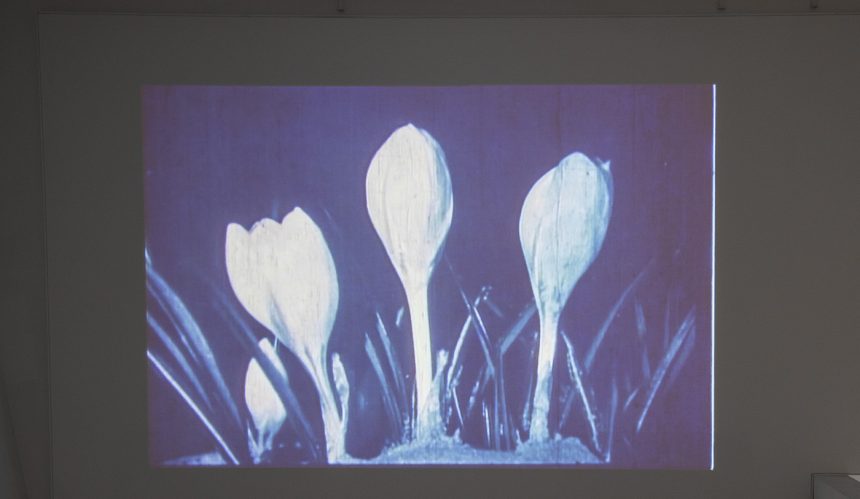 Erleben Sie Wissenschaft in Bewegung bei „Twitch, Pop, Bloom“