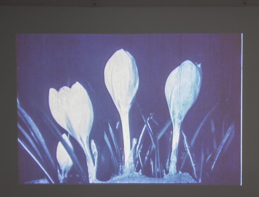 Erleben Sie Wissenschaft in Bewegung bei „Twitch, Pop, Bloom“