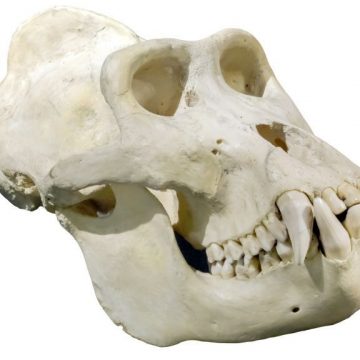 Wissenschaftler lehnen die Entdeckung des „großen Primatenschädels“ von Coyote Peterson als Fälschung ab
