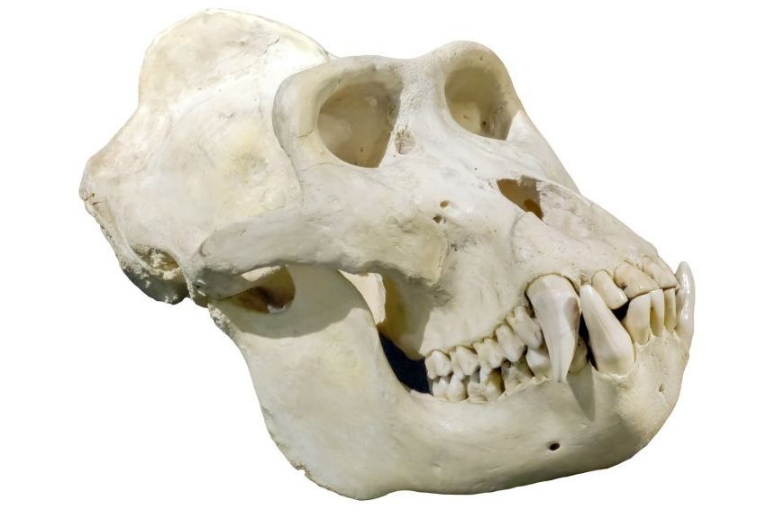 Wissenschaftler lehnen die Entdeckung des „großen Primatenschädels“ von Coyote Peterson als Fälschung ab