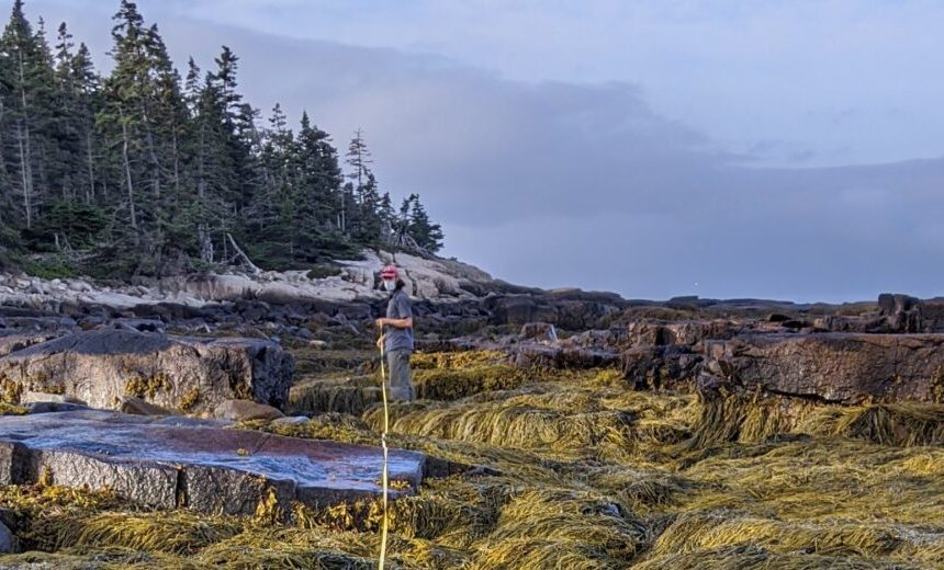 Die Öffentlichkeit ist eingeladen, bei der Wissenschaft des Blasentangs mitzuhelfen