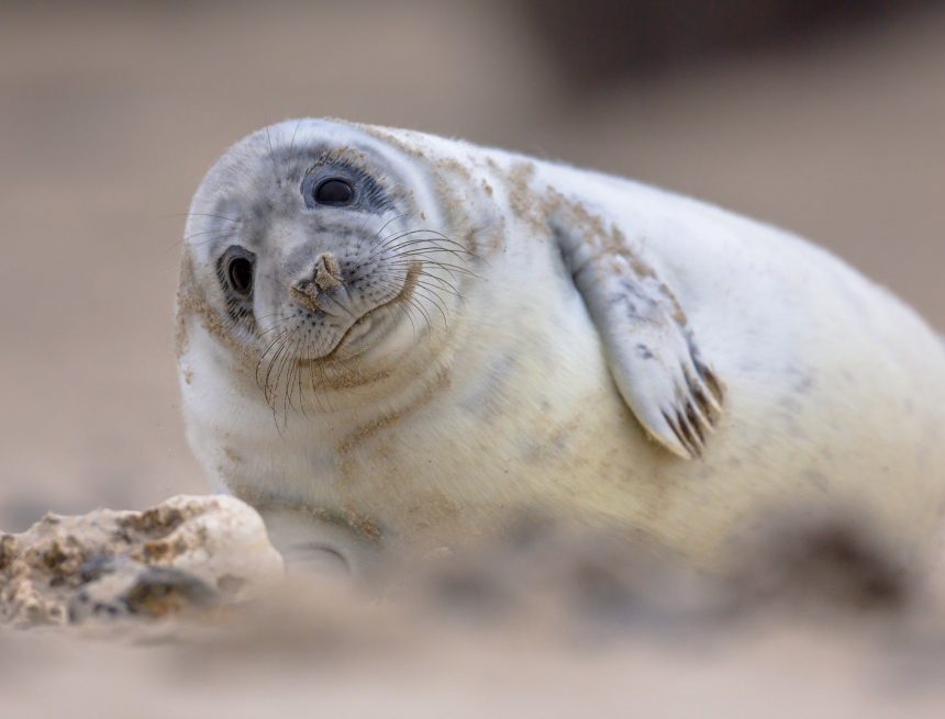 Gesichtserkennungssoftware für Robben ist ziemlich genau