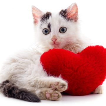Das Feline Health Symposium ist für alle, die Katzen lieben