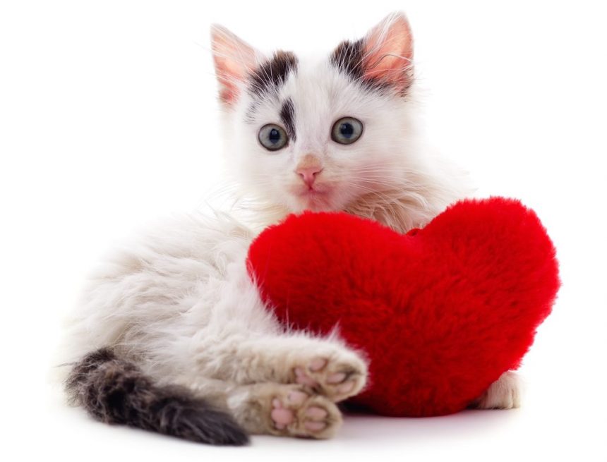 Das Feline Health Symposium ist für alle, die Katzen lieben