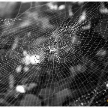 Wie Kugelspinnen ihre Netze bauen |  Ein Moment der Wissenschaft