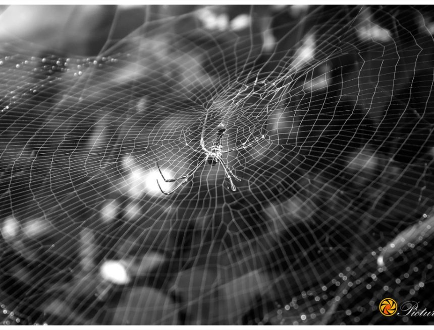 Wie Kugelspinnen ihre Netze bauen |  Ein Moment der Wissenschaft