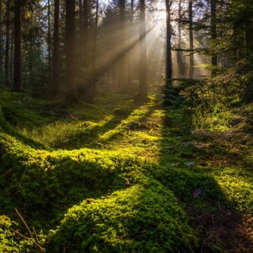 Wann entstanden die ersten Wälder der Erde?