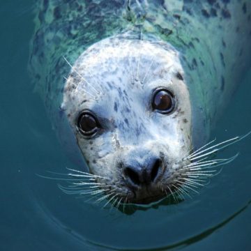 Wissenschaftliche Links der Woche » Explorersweb