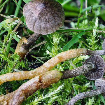 Der Wissenschaft unbekannte Pilzarten in Schottland entdeckt |  UK-Nachrichten