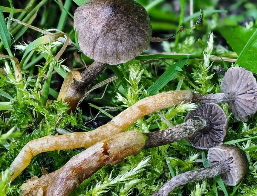 Der Wissenschaft unbekannte Pilzarten in Schottland entdeckt |  UK-Nachrichten